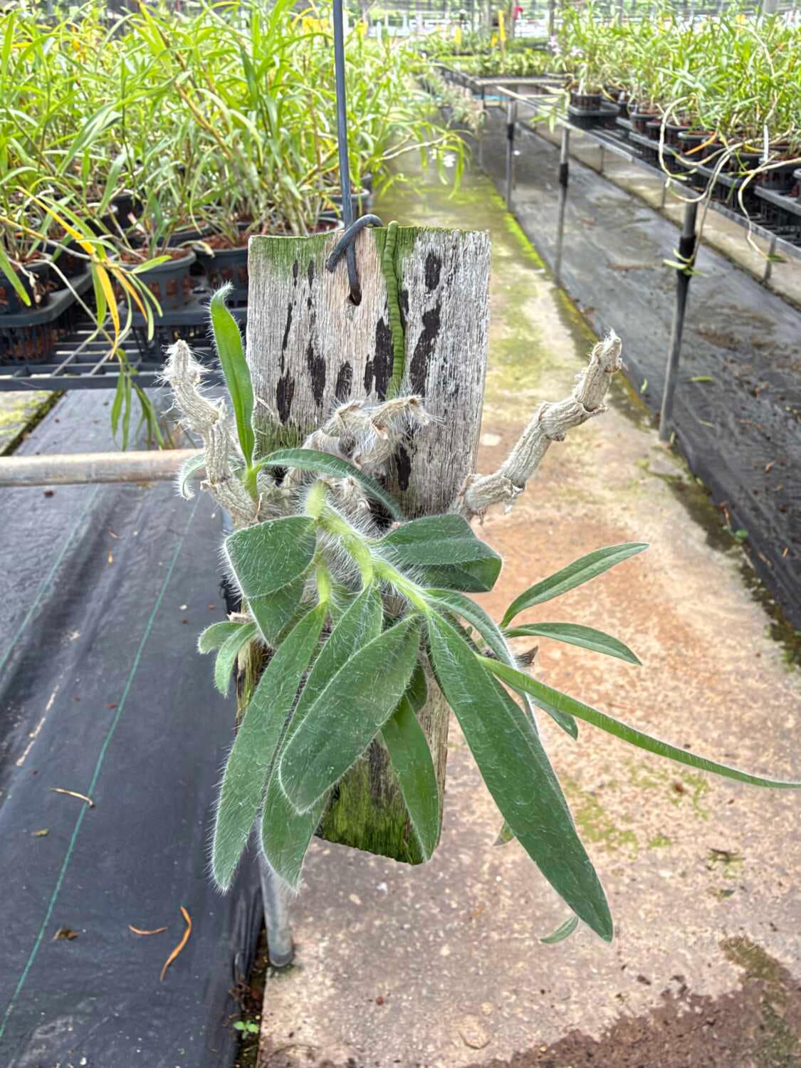 Dendrobium senile (Wood Mounted) - Dendrobium senile