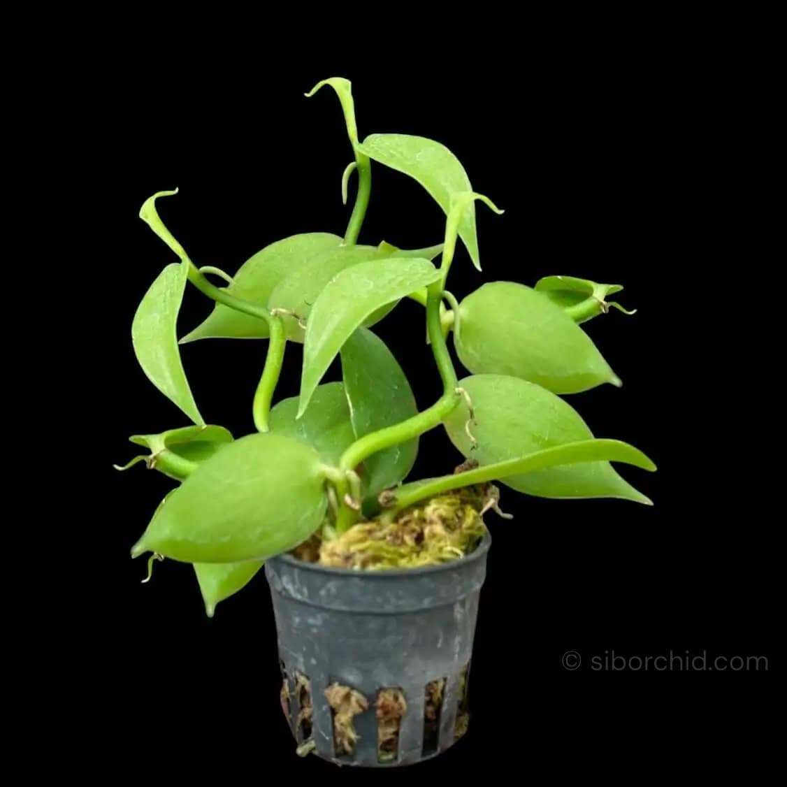 Vanilla planifolia Tiny Form