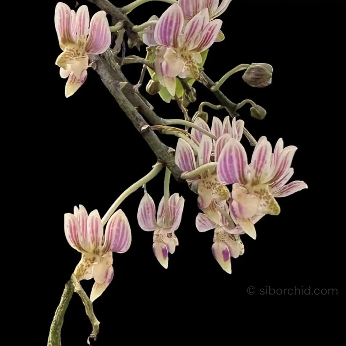 Phalaenopsis finleyi - Kingidium minus Phalaenopsis finleyi