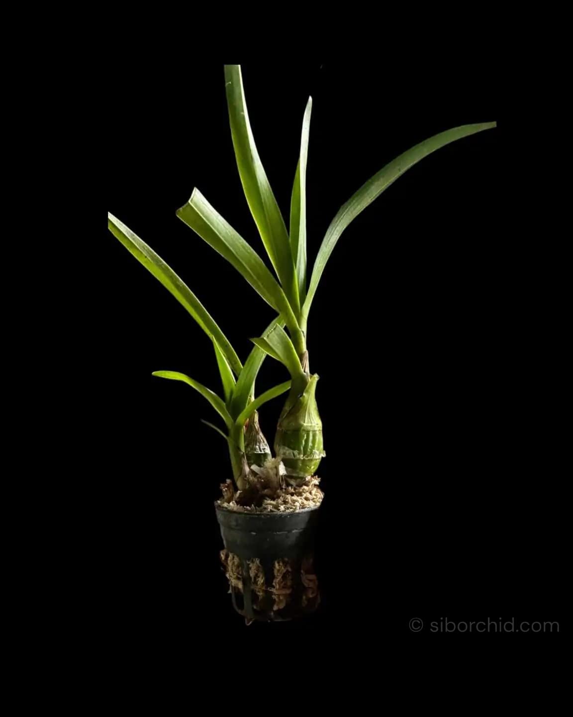 Pseudolaelia vellozicola
