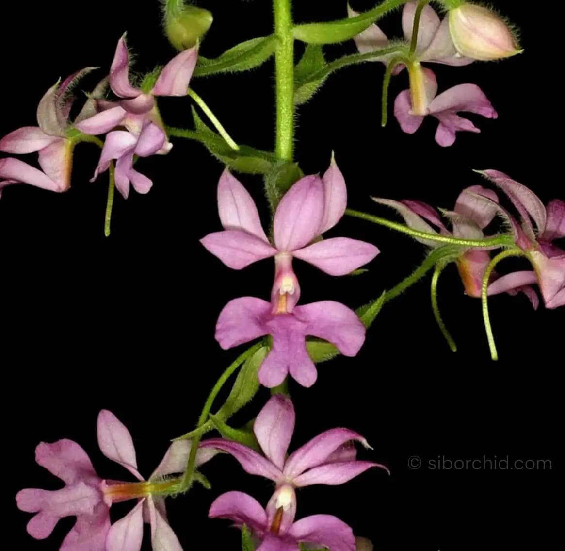 Calanthe rosea - Calanthe rosea