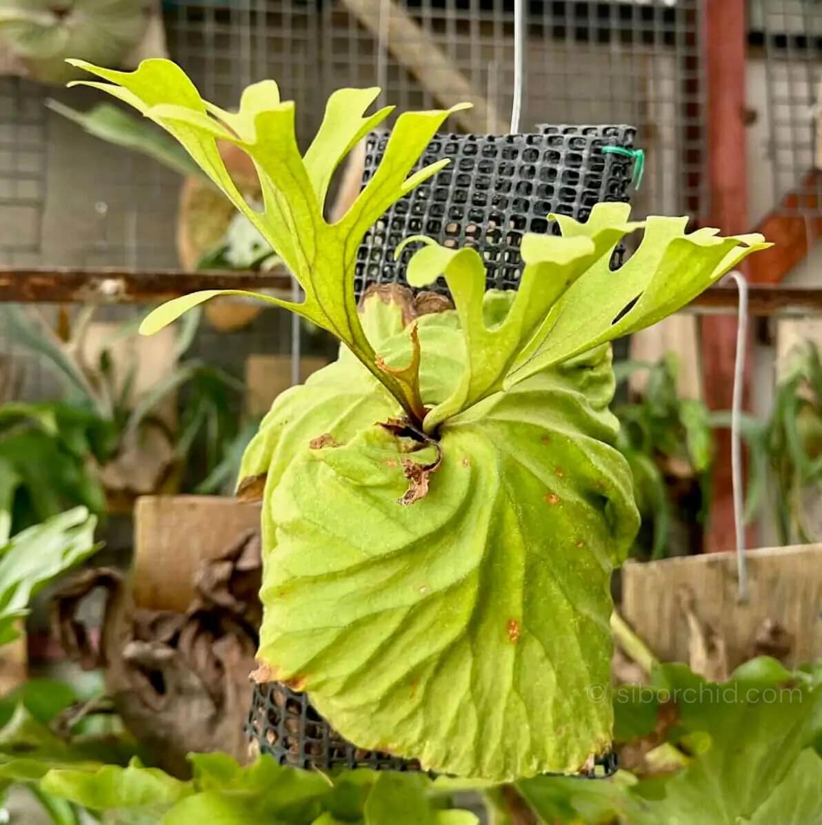 Platycerium ridleyi - Platycerium ridleyi for sale siborchid