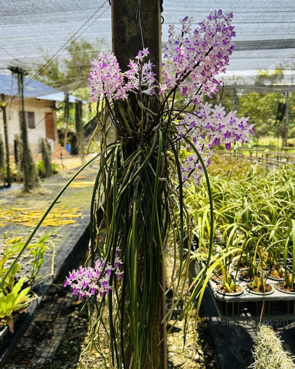 Seidenfadenia mitrata