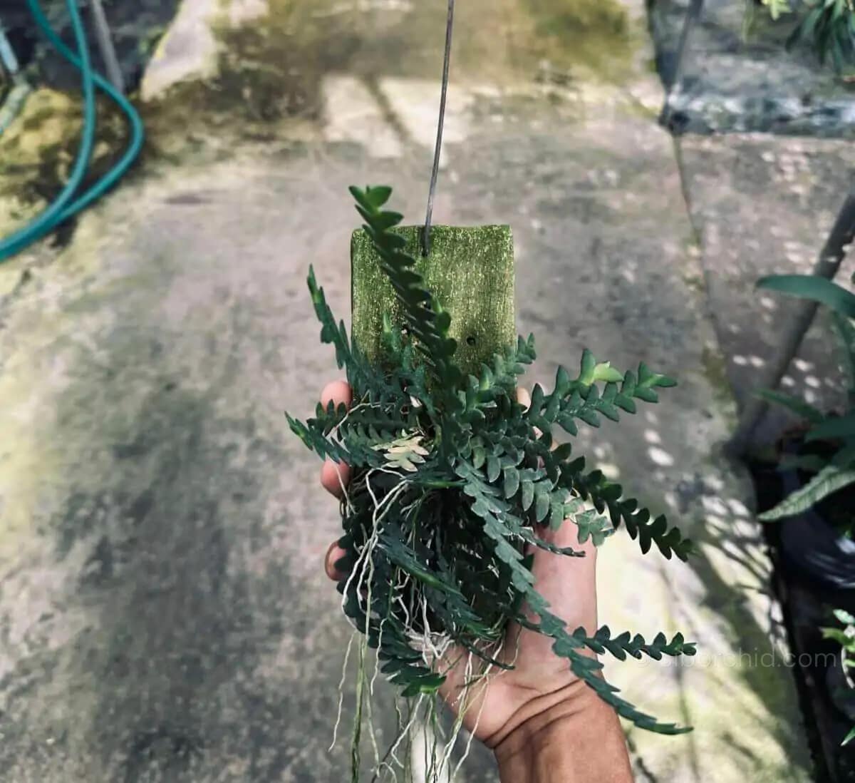 Dendrobium leonis (Well plants) - dendrobium leonis for sale