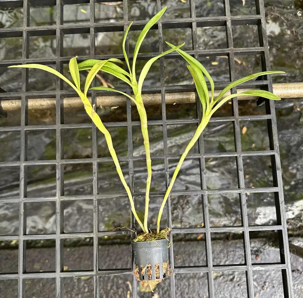 Eria biflora - Image 3
