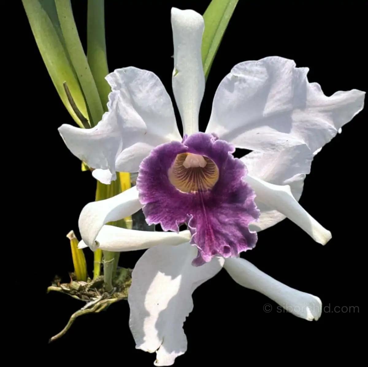 Laelia Purple-stained