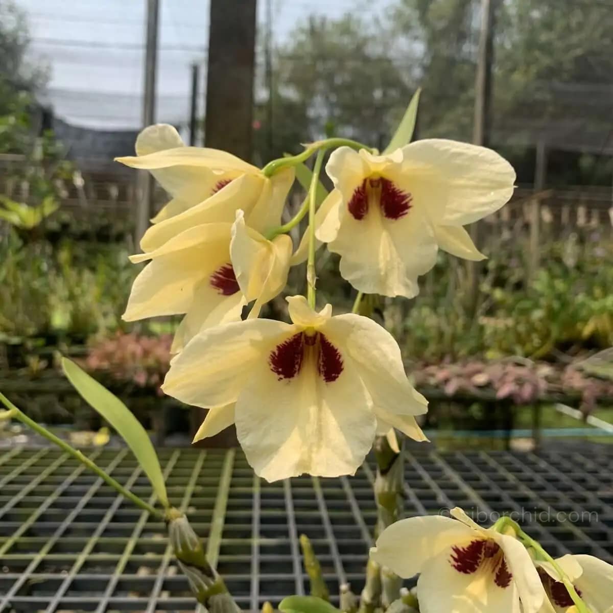 Dendrobium albosanguineum - Dendrobium albosanguineum - Image 6