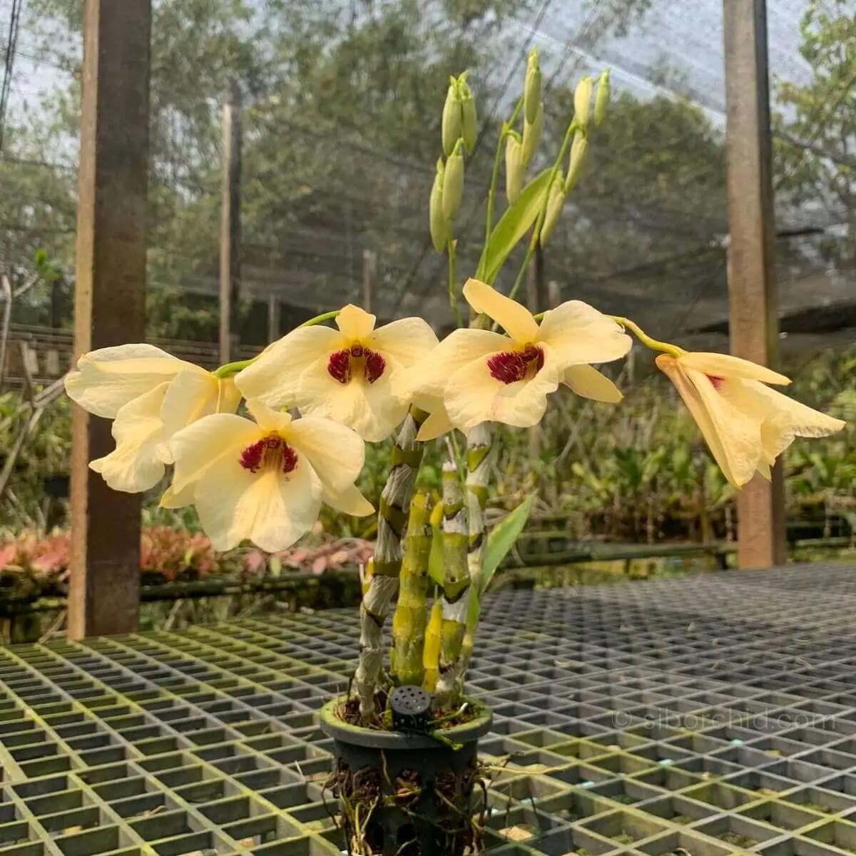 Dendrobium albosanguineum - Dendrobium albosanguineum - Image 5