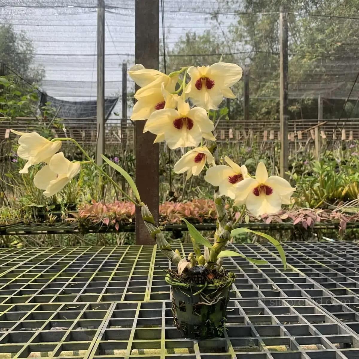 Dendrobium albosanguineum - Dendrobium albosanguineum - Image 7