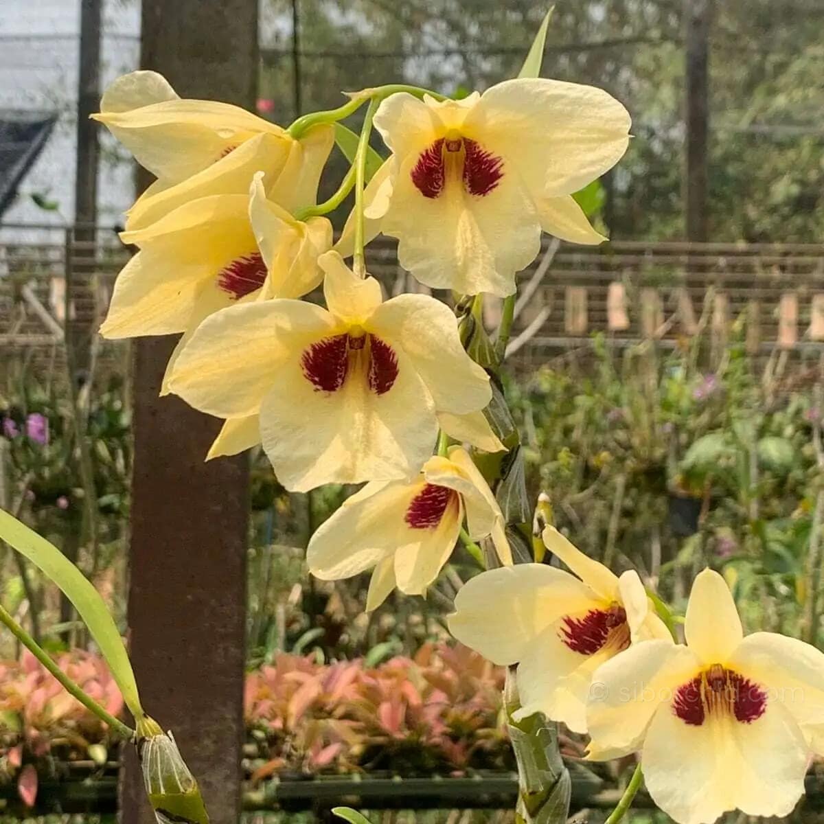 Dendrobium albosanguineum - Dendrobium albosanguineum