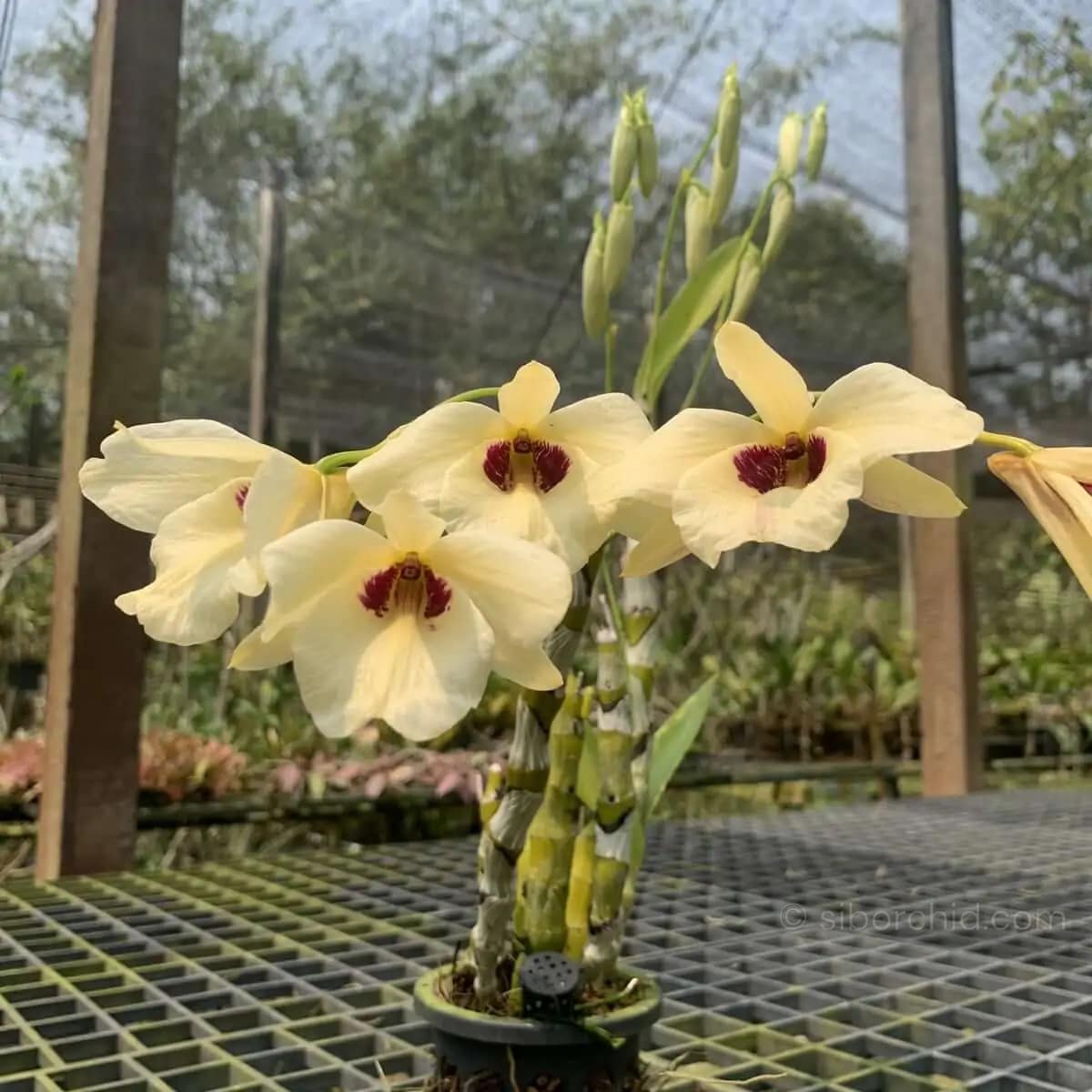 Dendrobium albosanguineum - Dendrobium albosanguineum - Image 3