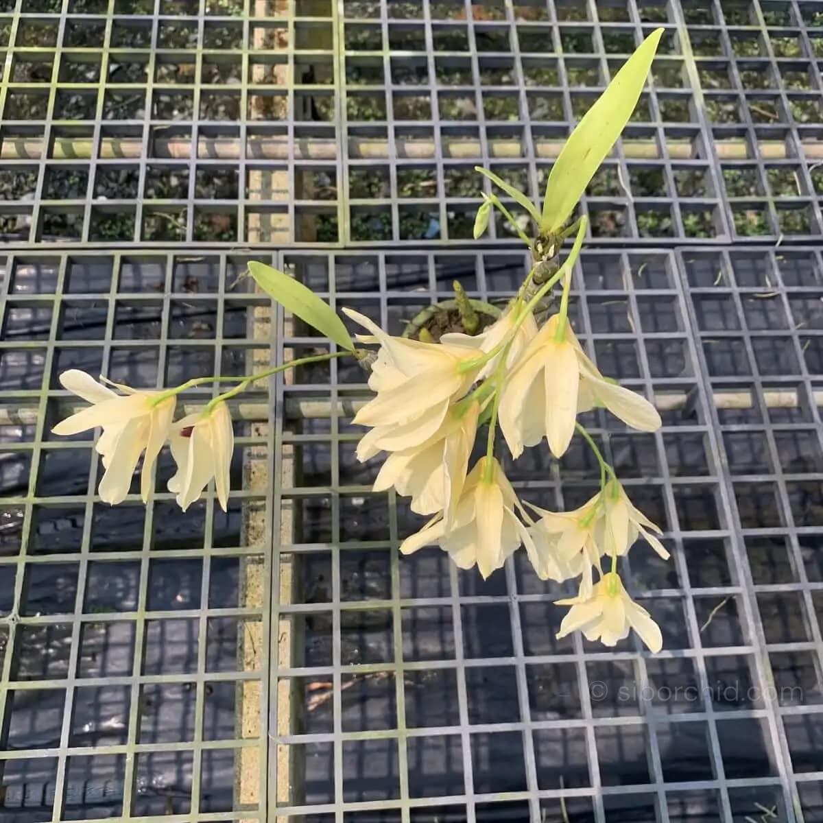 Dendrobium albosanguineum - Dendrobium albosanguineum - Image 2