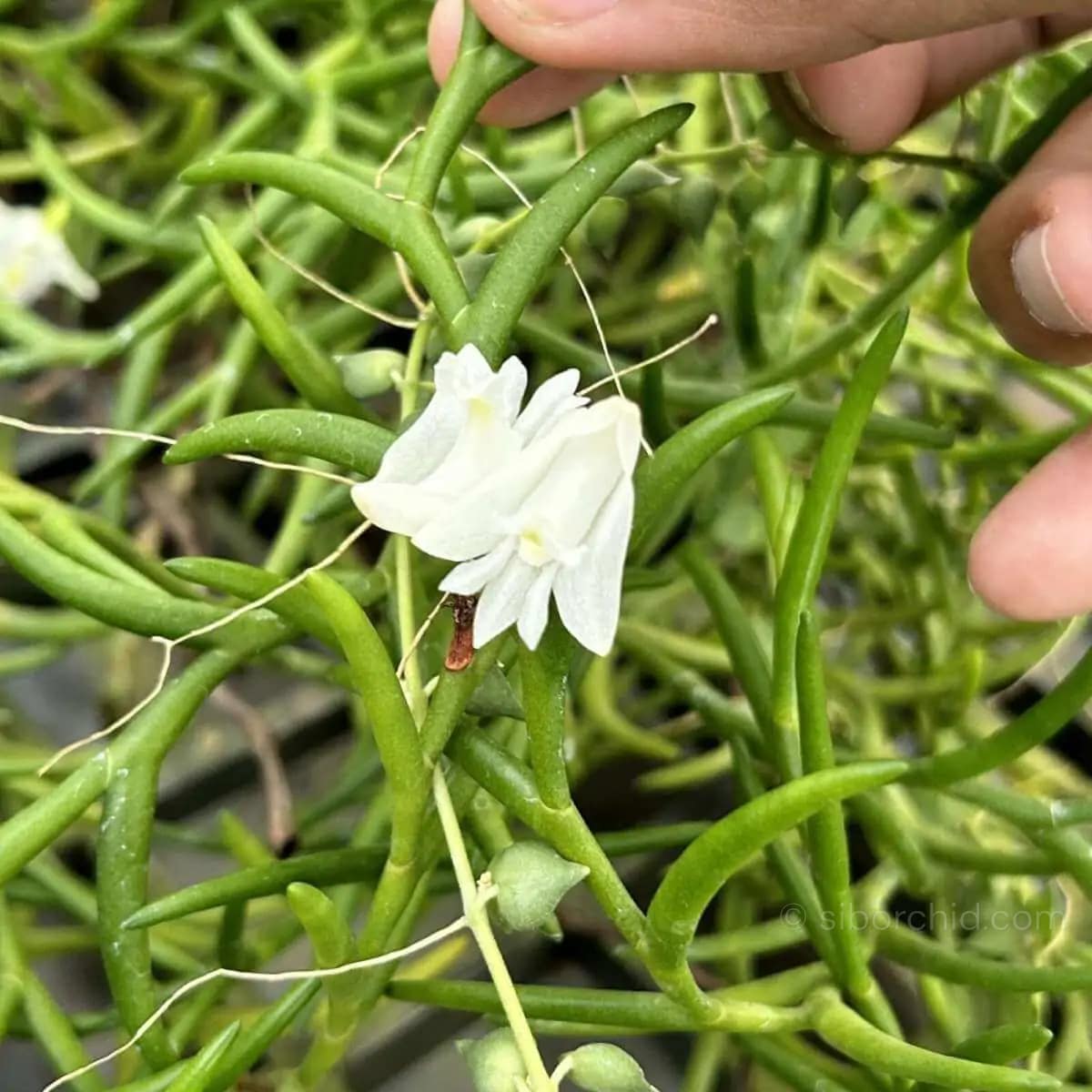 Dendrobium setifolium - Dendrobium setifolium - Image 2