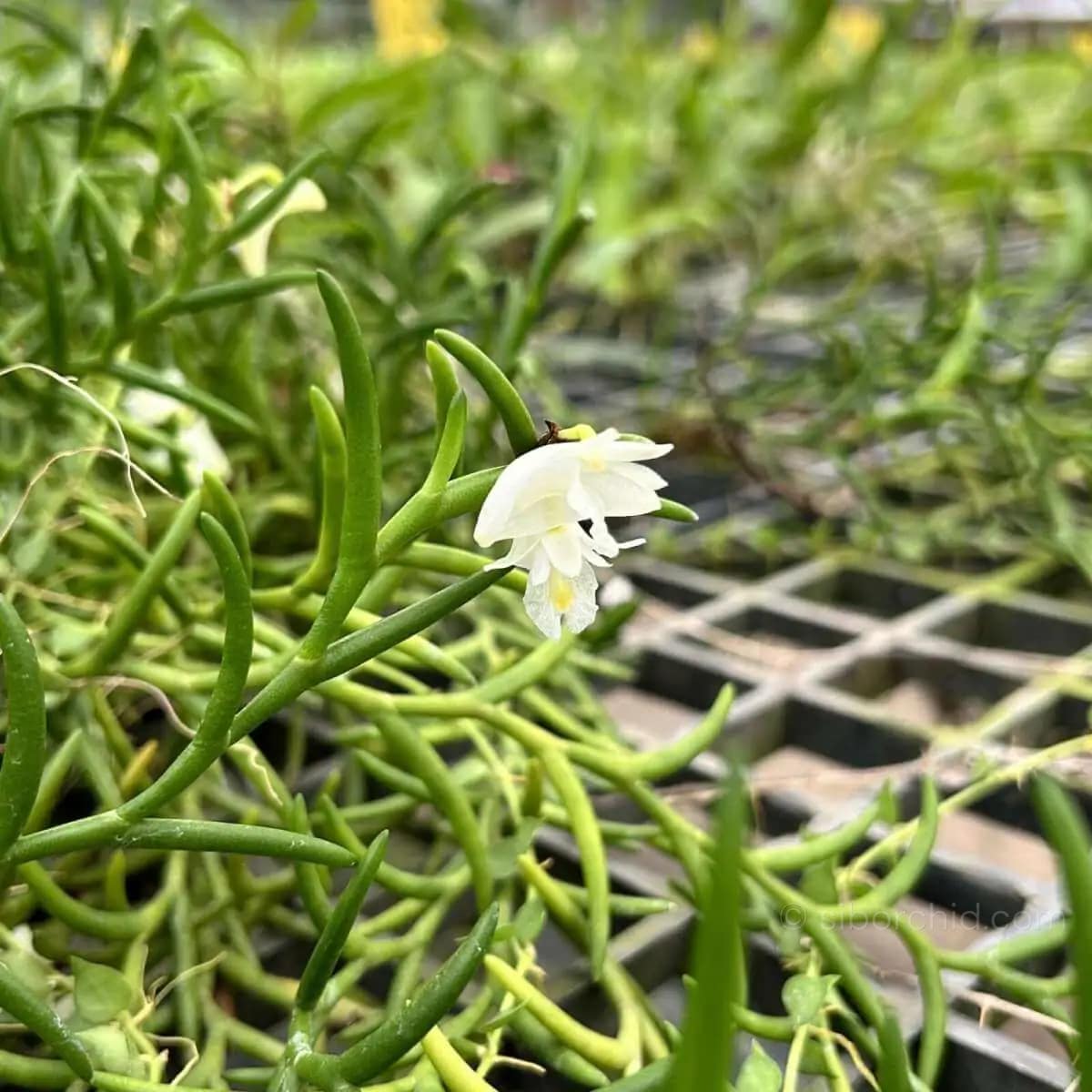 Dendrobium setifolium - Dendrobium setifolium - Image 3