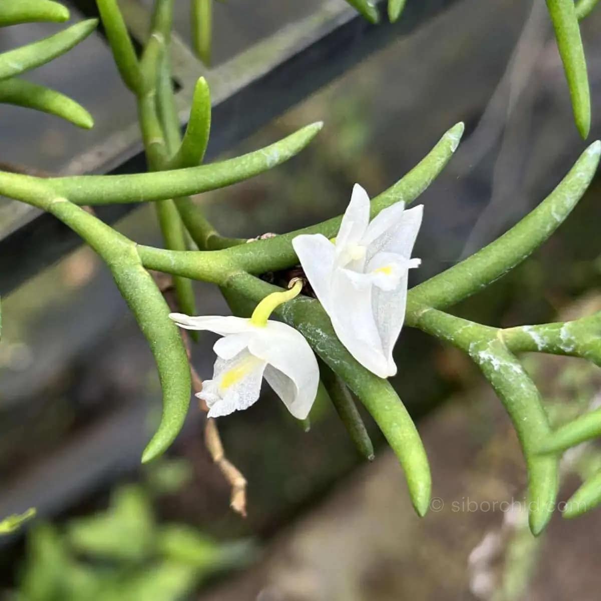 Dendrobium setifolium - Dendrobium setifolium