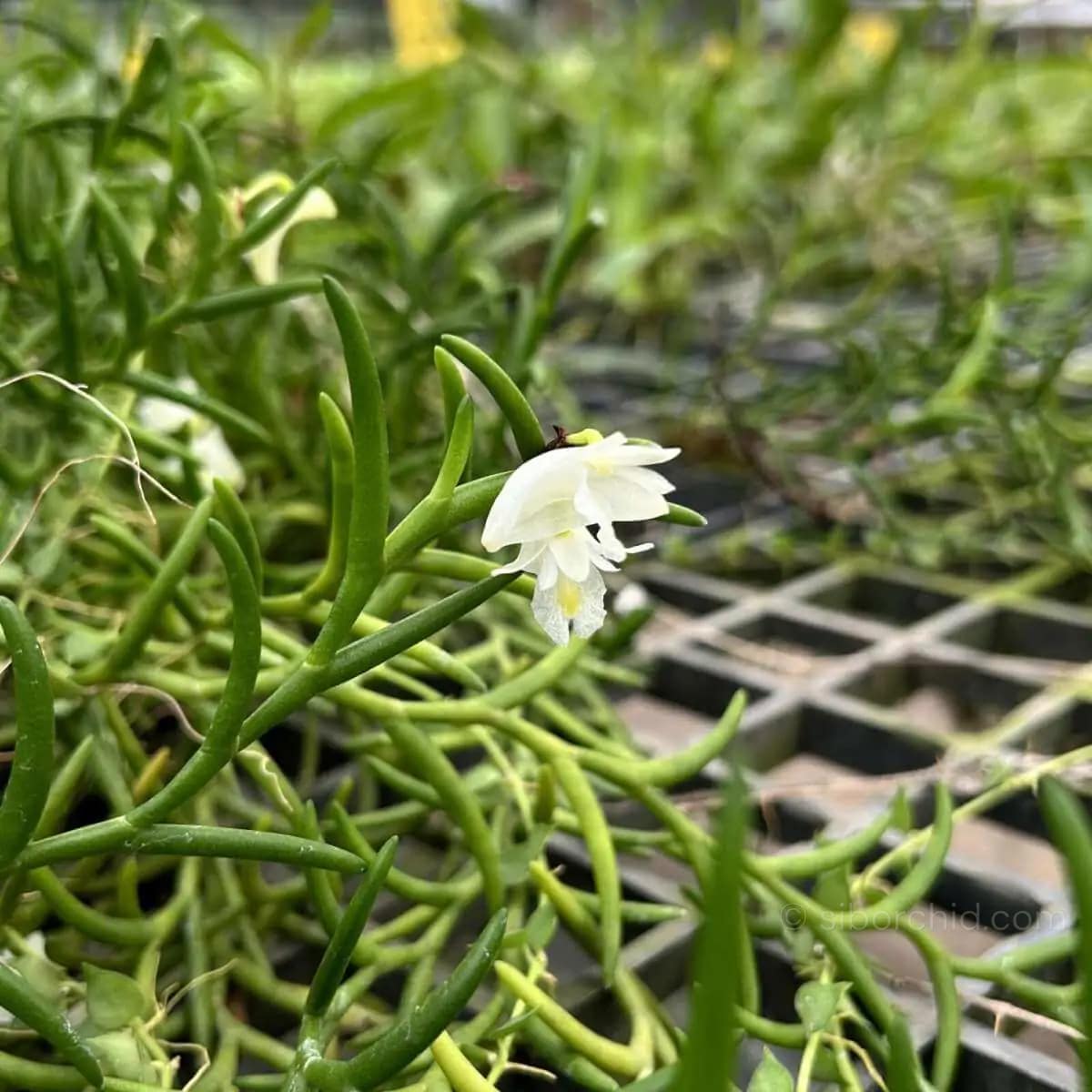 Dendrobium setifolium - Dendrobium setifolium