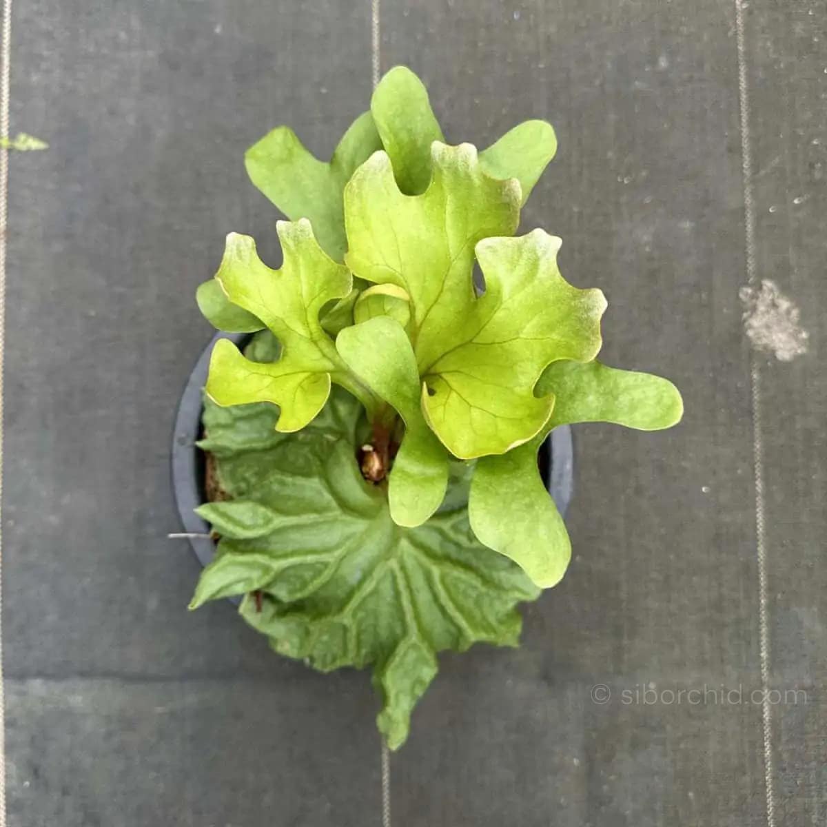 Platycerium Ridleyi Dwarf For Sale - SibOrchid.com