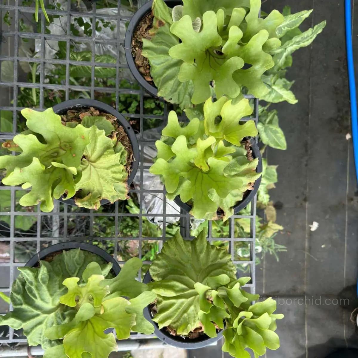 flower mam 　Ridleyi dwarf P. Ridleyi Platycerium Ridleyi Dwarf For Sale - SibOrchid.com