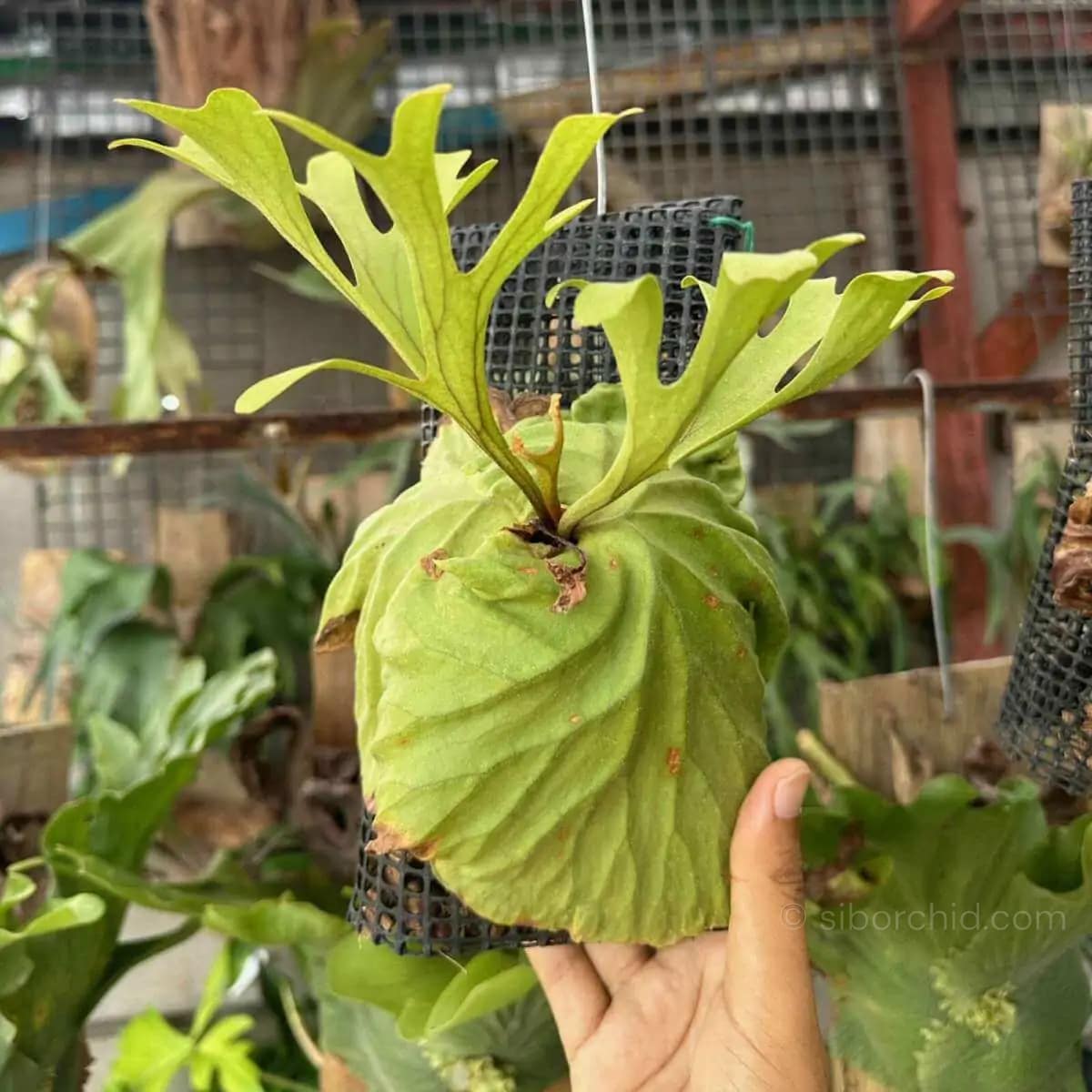 Platycerium ridleyi - Platycerium ridleyi for sale siborchid