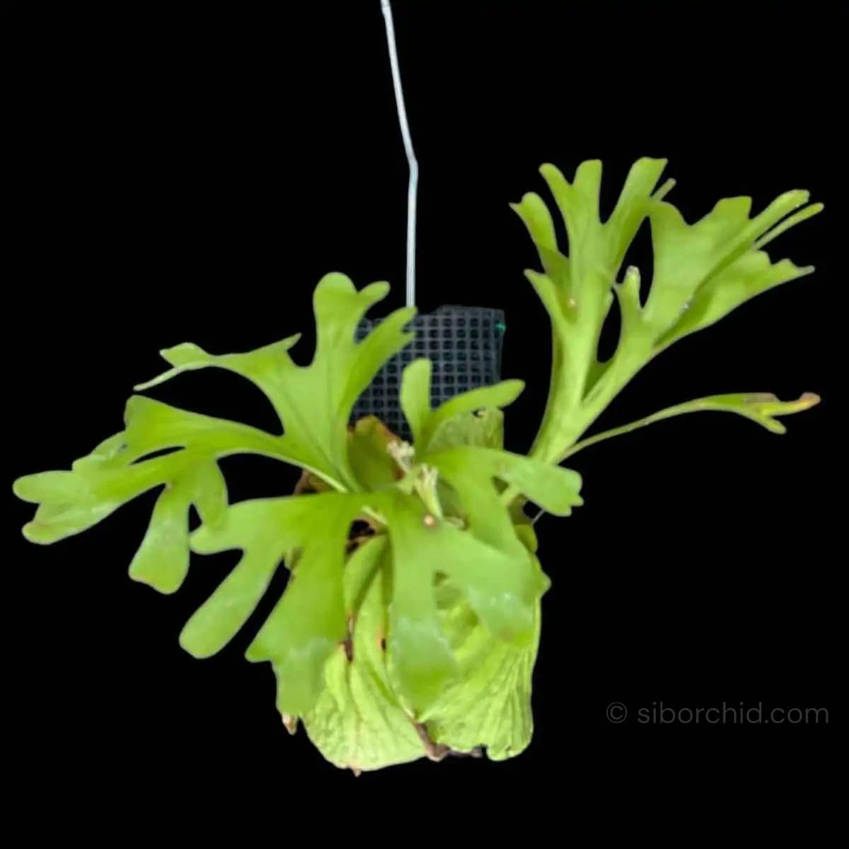 Platycerium ridleyi - Platycerium ridleyi for sale siborchid