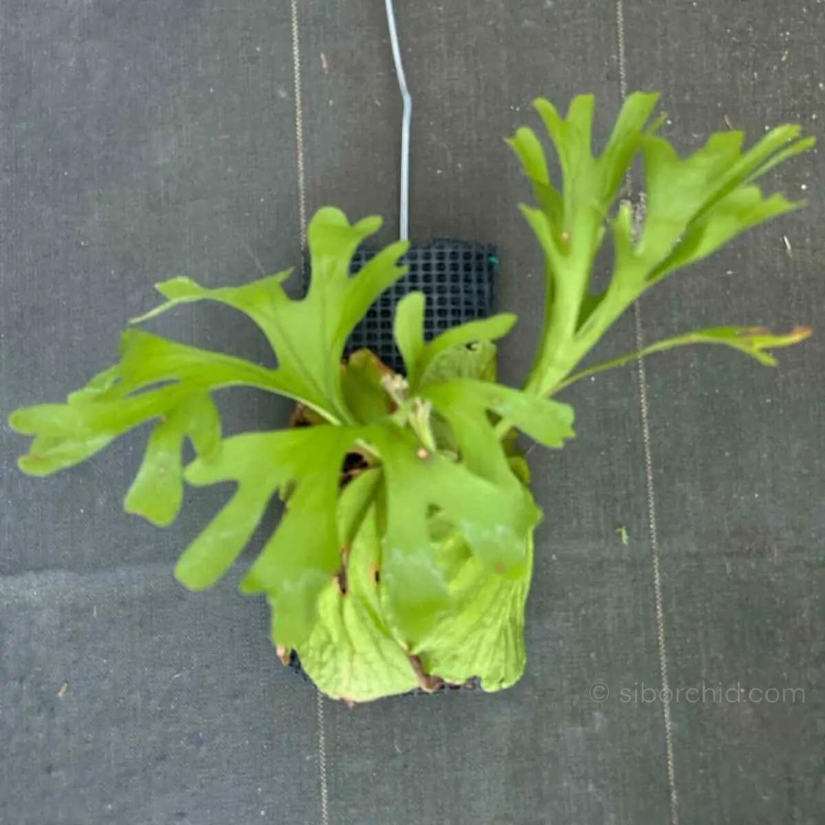 Platycerium ridleyi - Platycerium ridleyi - Image 2