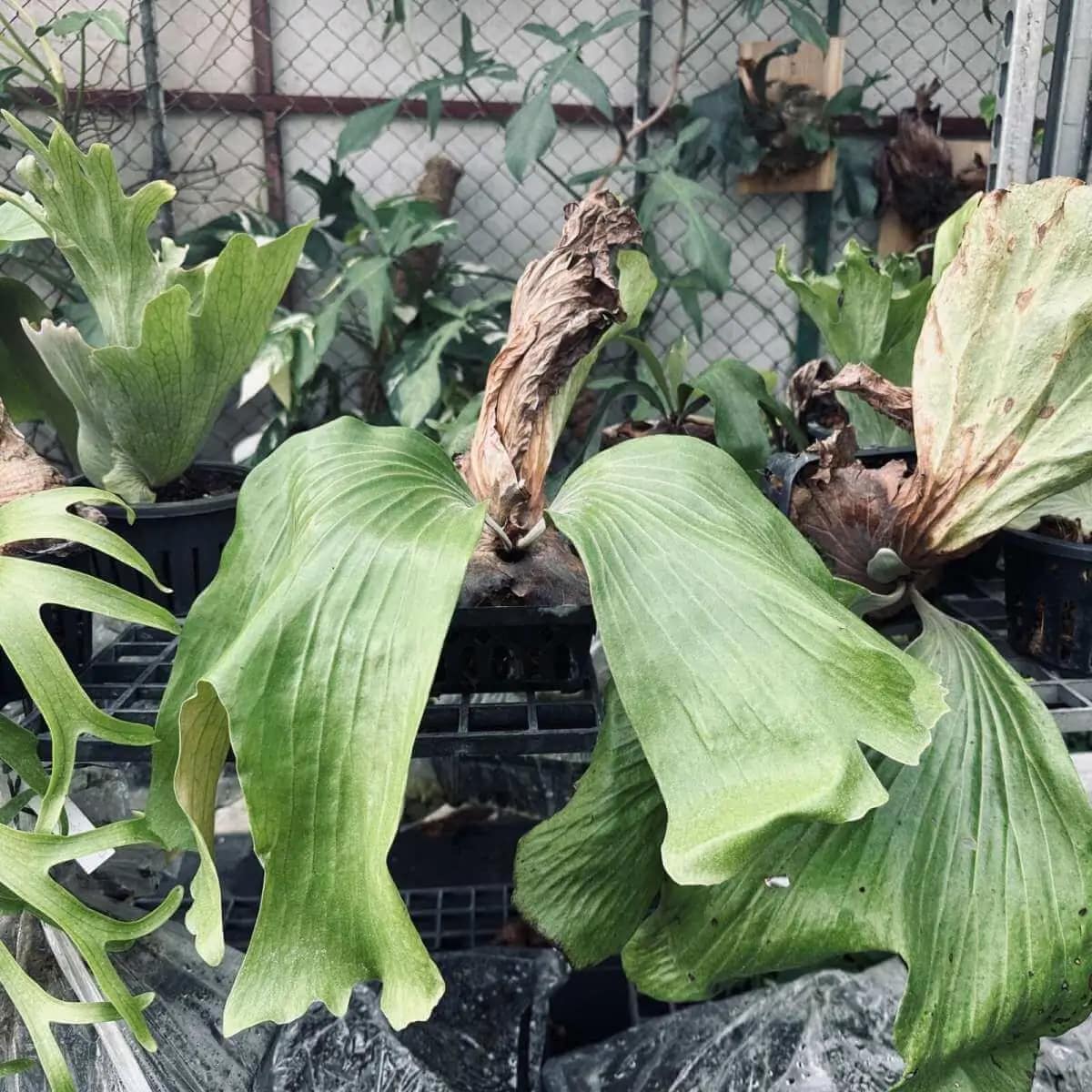 Platycerium Neptune Hybrid - platycerium neptune