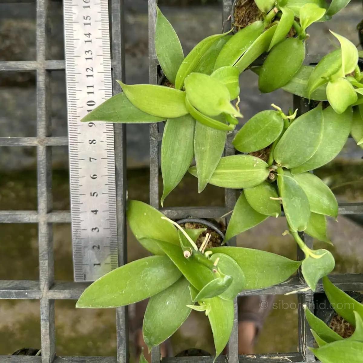 Vanilla planifolia
