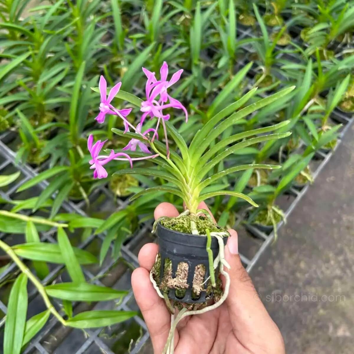 Neofinetia falcata Koto'x Shutennou Pink - Neofinetia falcata 'Koto' x 'Shutennou', Pink