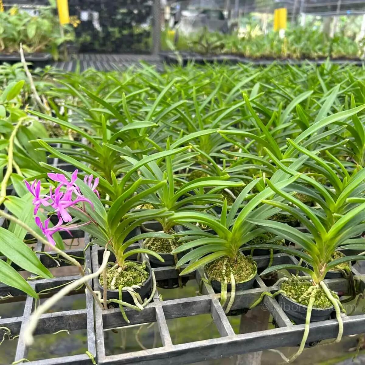 Neofinetia falcata Koto'x Shutennou Pink - Neofinetia falcata 'Koto' x 'Shutennou', Pink
