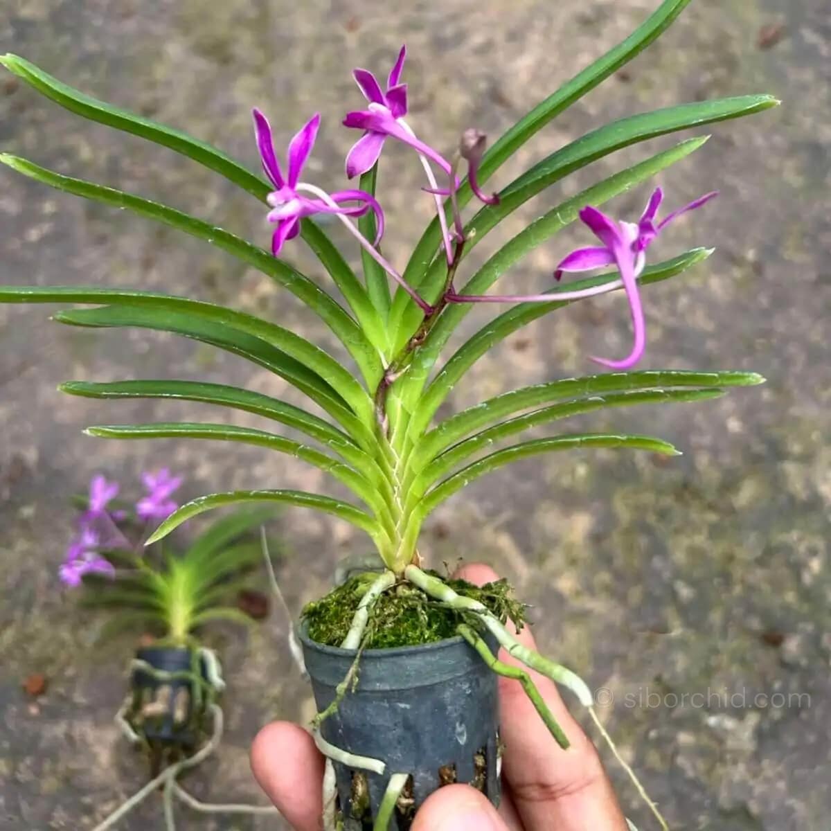 Neofinetia falcata Koto'x Shutennou Pink - Neofinetia falcata 'Koto' x 'Shutennou', Pink