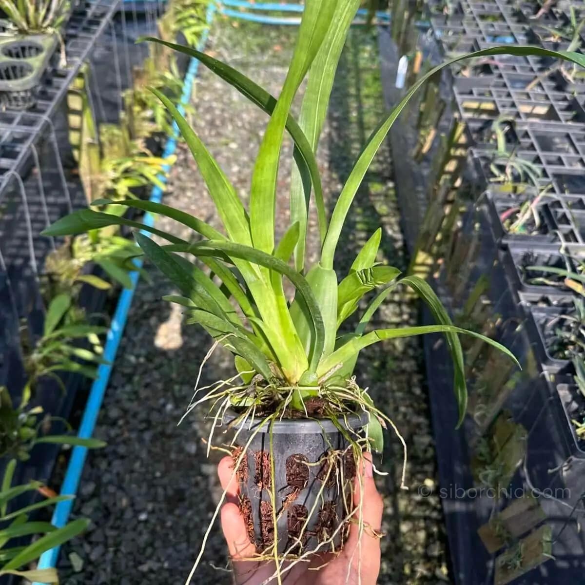 Oncidium sharry baby (Blooming Size) - Oncidium sharry baby (Blooming Size) - Image 2