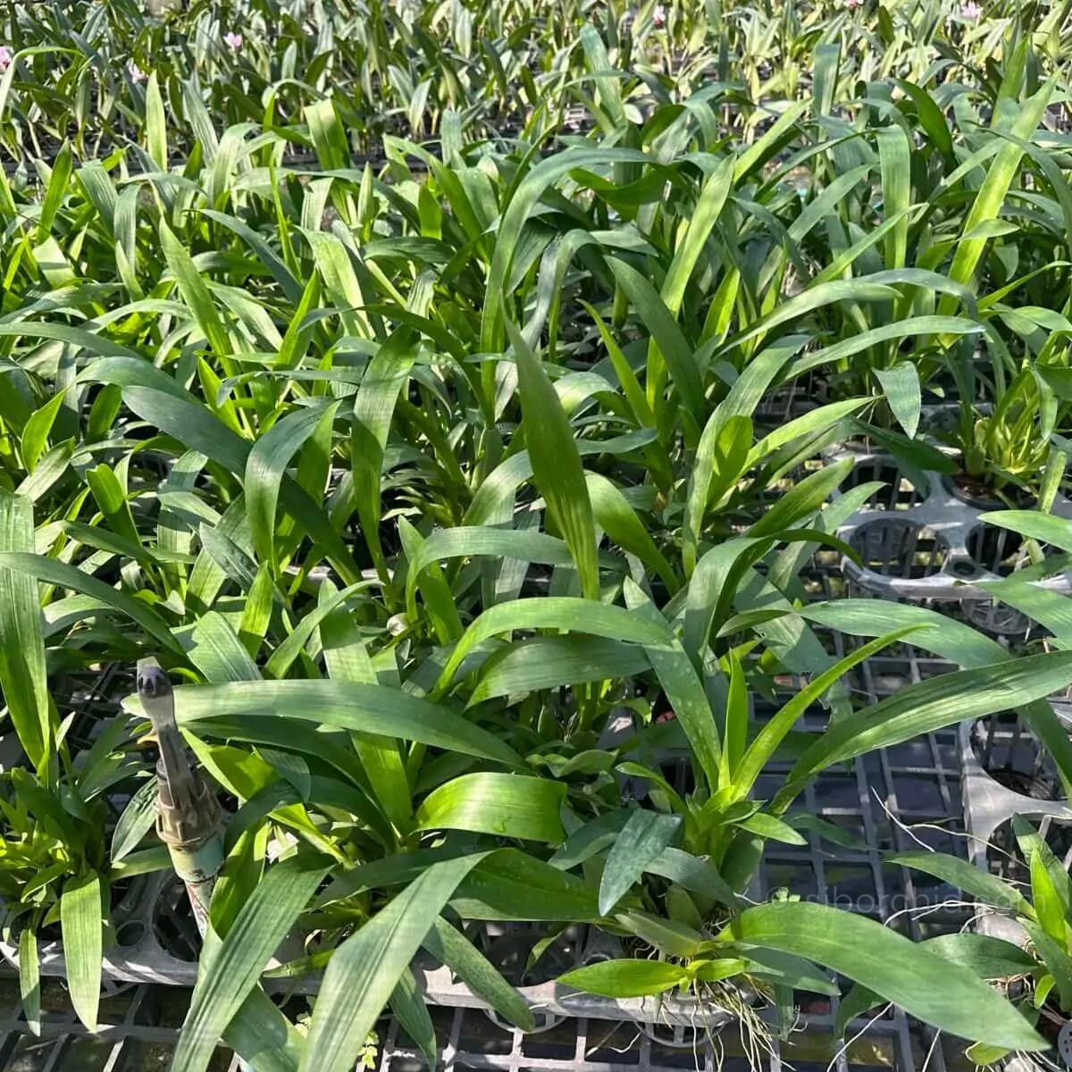 Oncidium sharry baby (Blooming Size) - Oncidium Sharry baby