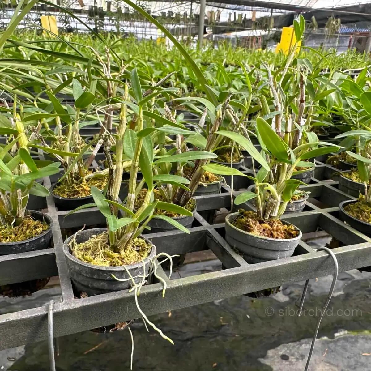 Dendrobium moniliforme - Dendrobium Moniliforme