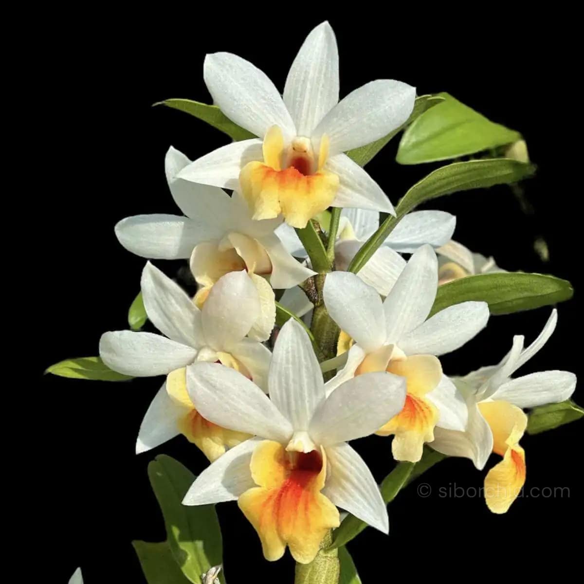 Dendrobium Christy Dawn - Dendrobium Christy Dawn