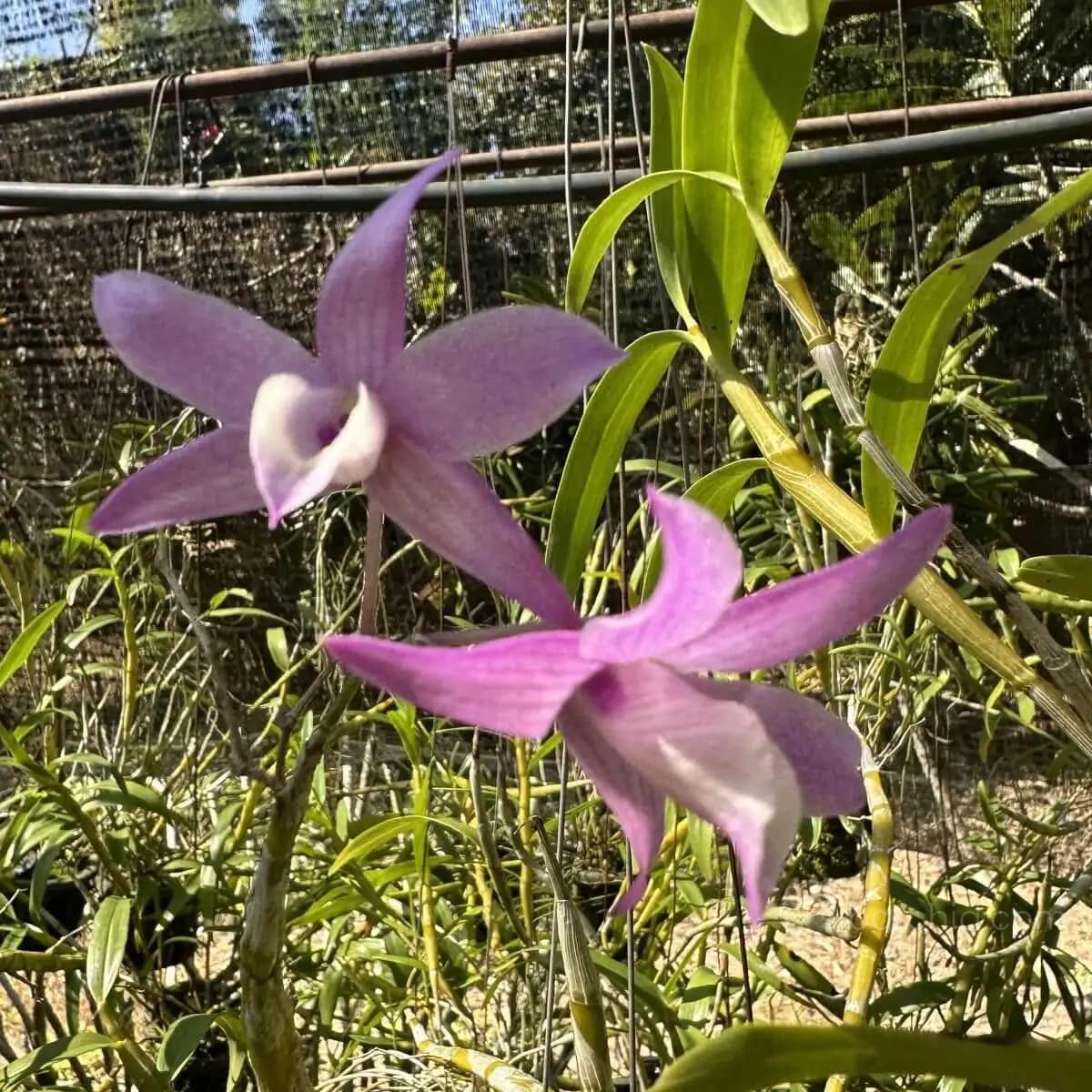 Dendrobium hercoglossum - Dendrobium hercoglossum