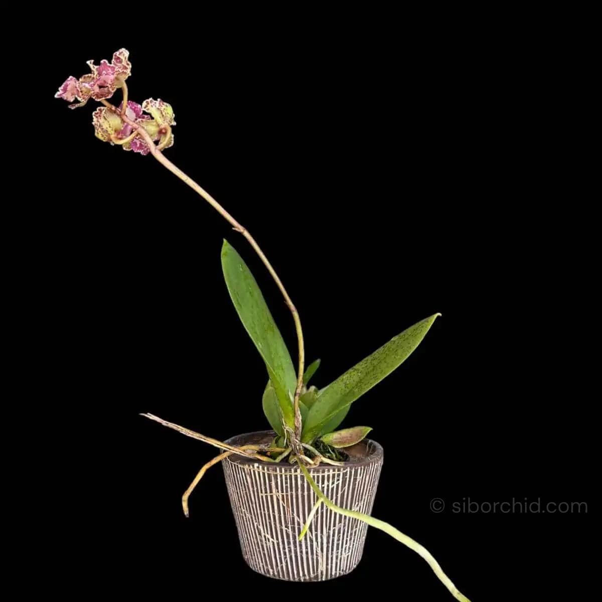 Trichocentrum Ollie Palmer Hybrid (Blooming Size) - Trichocentrum Ollie Palmer Oncidium Trichocentrum hybrid