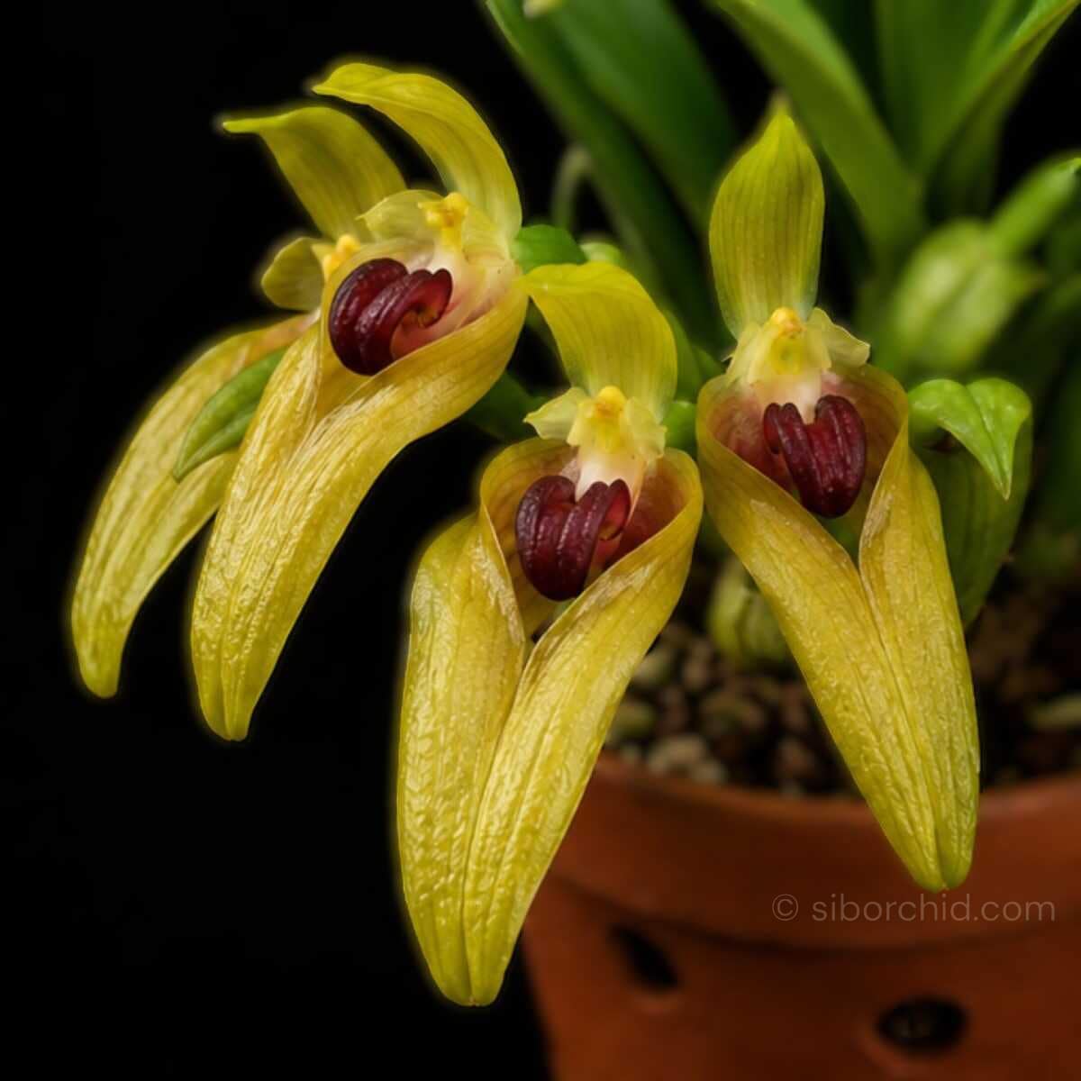 Bulbophyllum graveolens - Bulbophyllum graveolens
