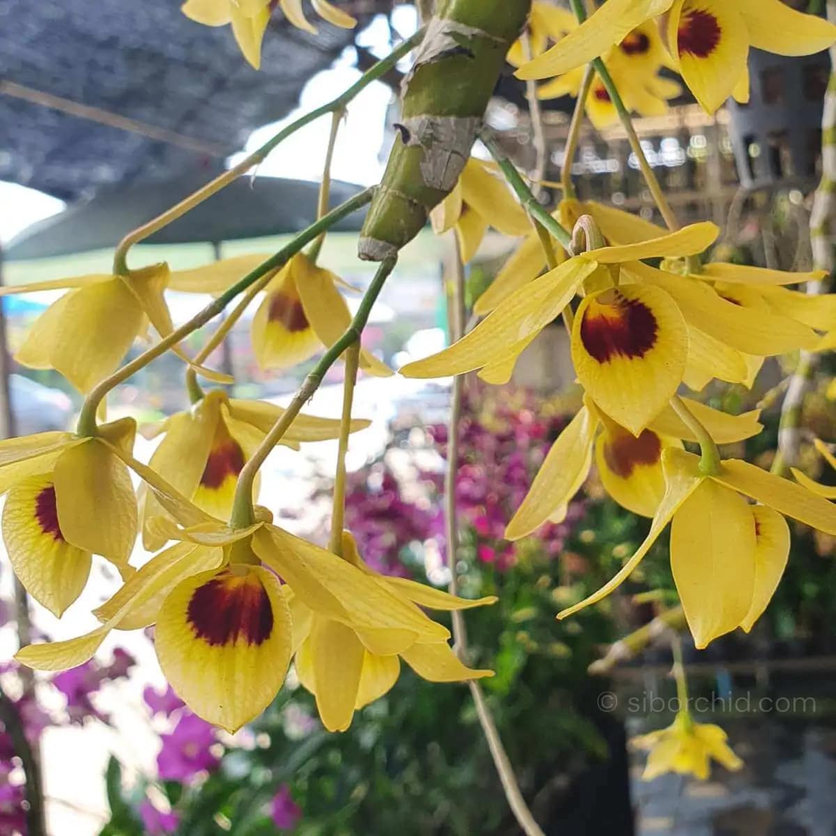 Dendrobium friedericksianum var. oculatum Seidenf. & Smitinand - Dendrobium friedericksianum var. oculatum Seidenf. & Smitinand