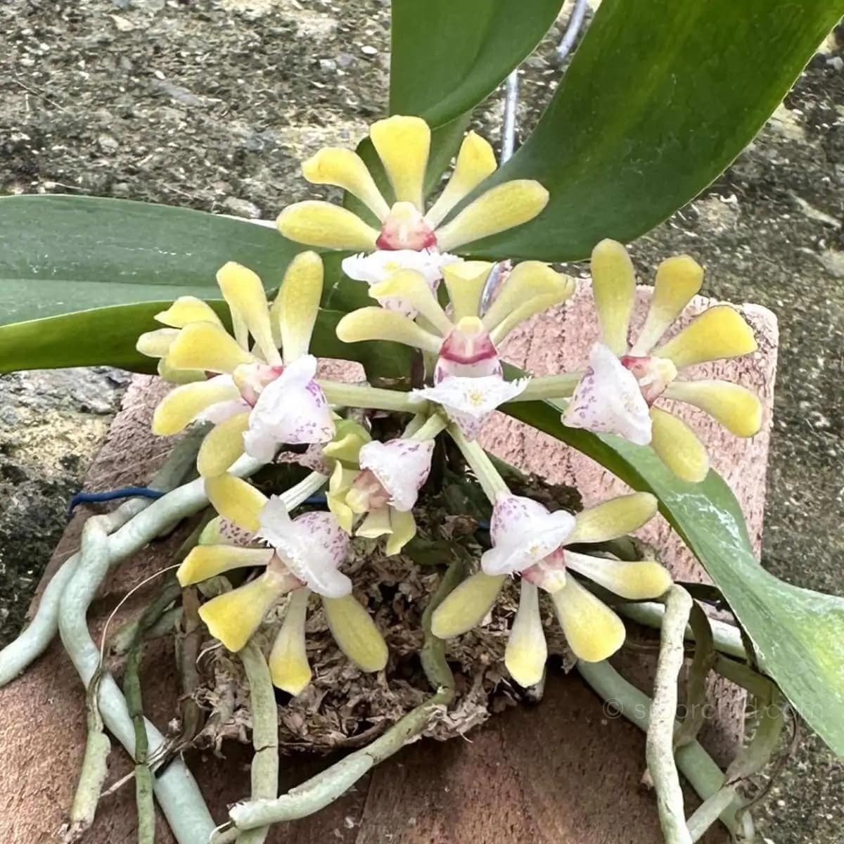 Gastrochilus obliquus - gastrochilus
