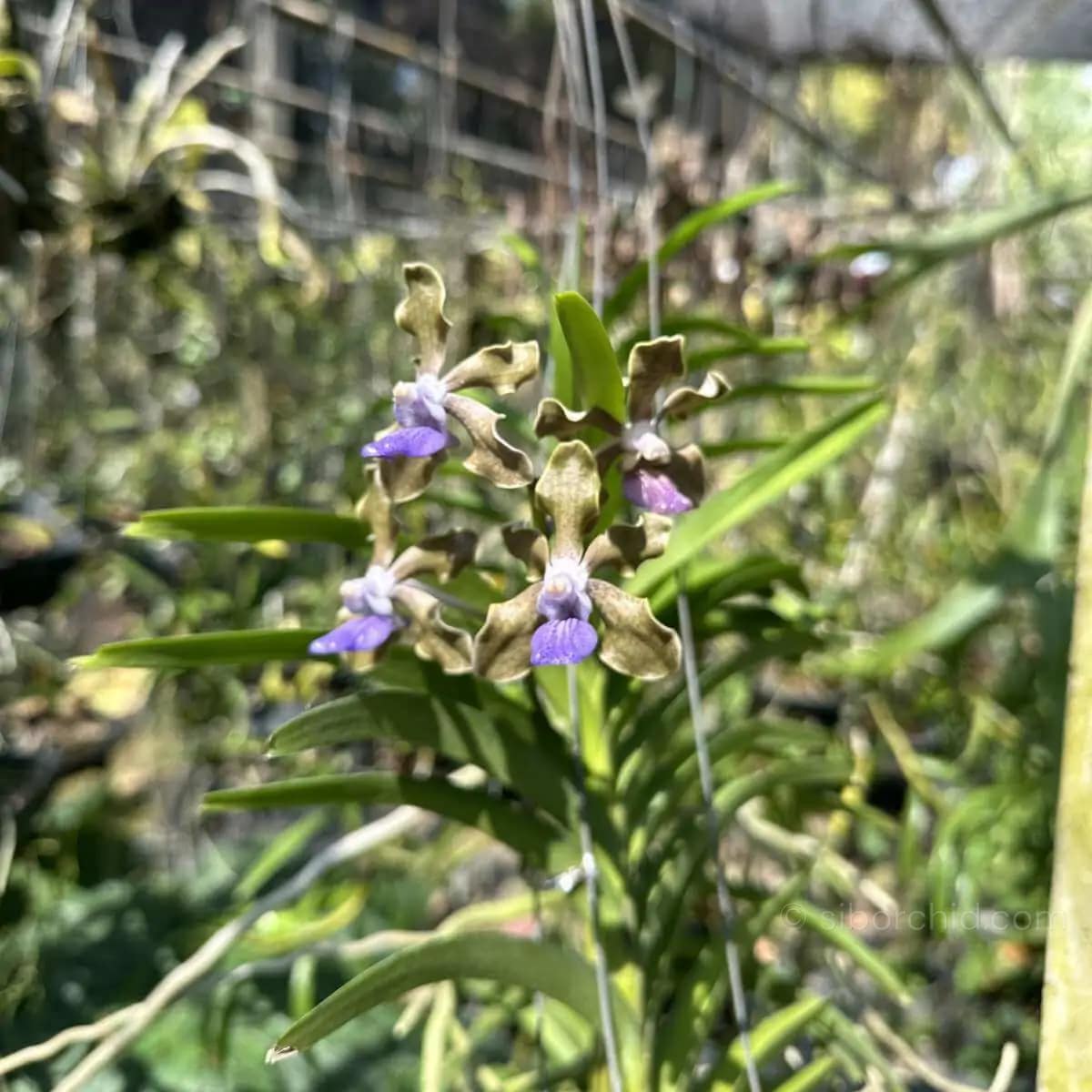 Vanda tessellata (Long Size) - Vanda tessellata (Long Size) - Image 3