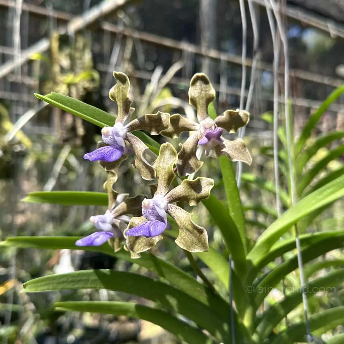 Vanda tessellata (Long Size) - Vanda tessellata (Long Size) - Image 2