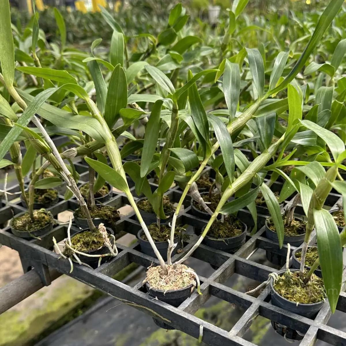 Eria biflora - Image 2