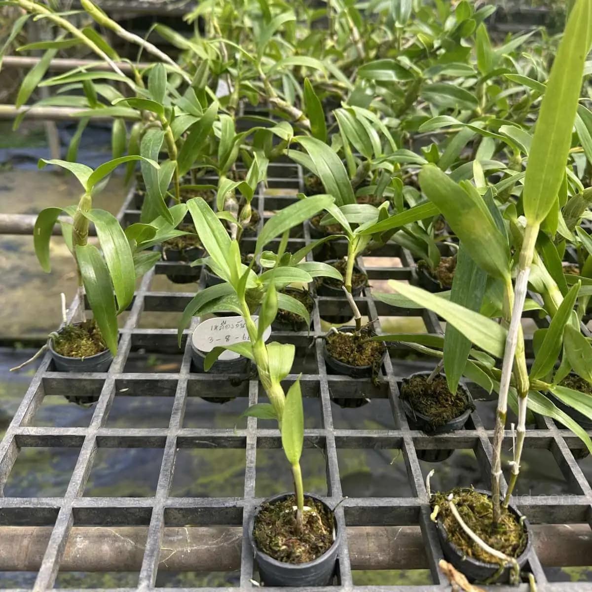 Dendrobium friedericksianum var. oculatum Seidenf. & Smitinand - Dendrobium friedericksianum var. oculatum Seidenf. & Smitinand - Image 3