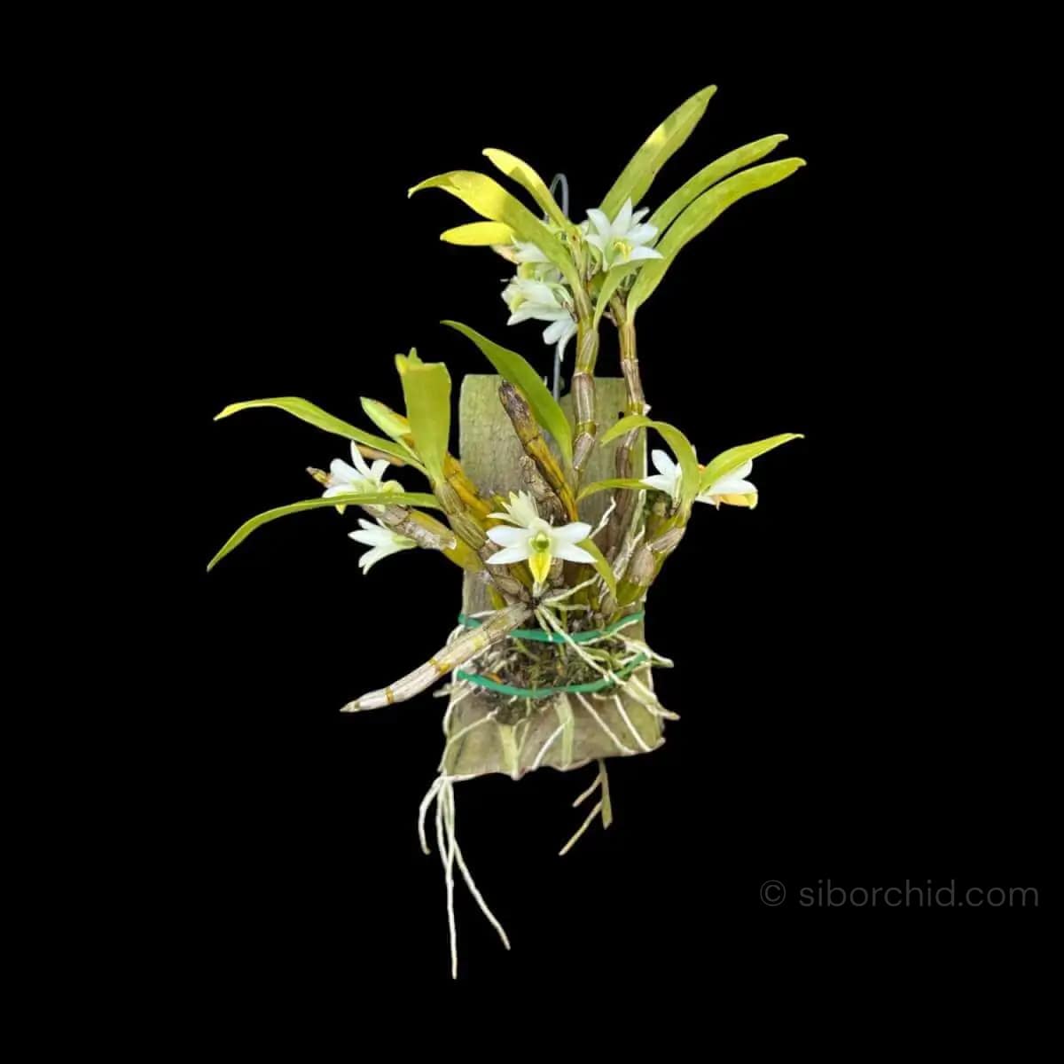 Dendrobium scabrilingue (Medium Size) - Dendrobium scabrilingue (Medium Size) - Image 11