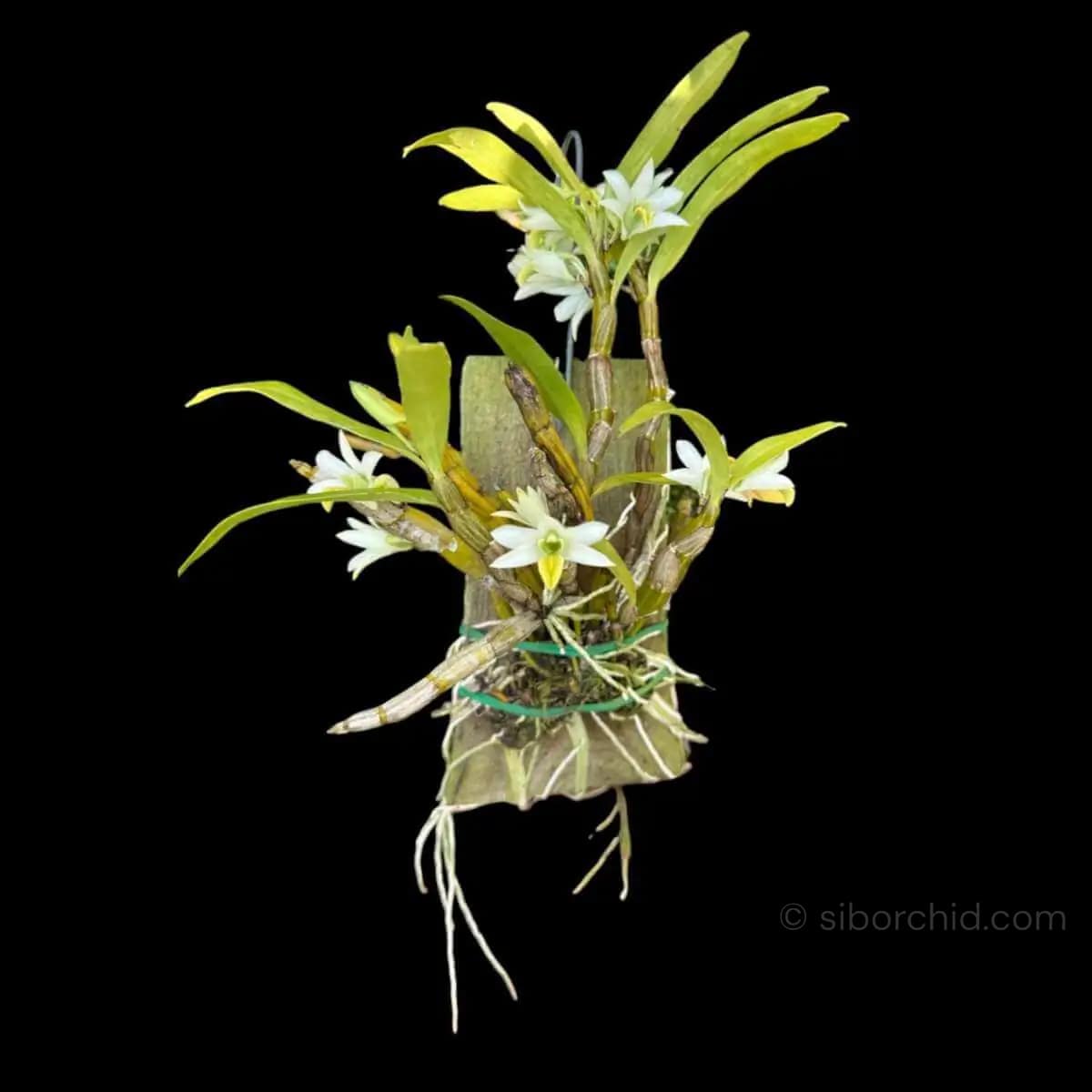 Dendrobium scabrilingue (Medium Size) - Dendrobium scabrilingue (Medium Size) - Image 12