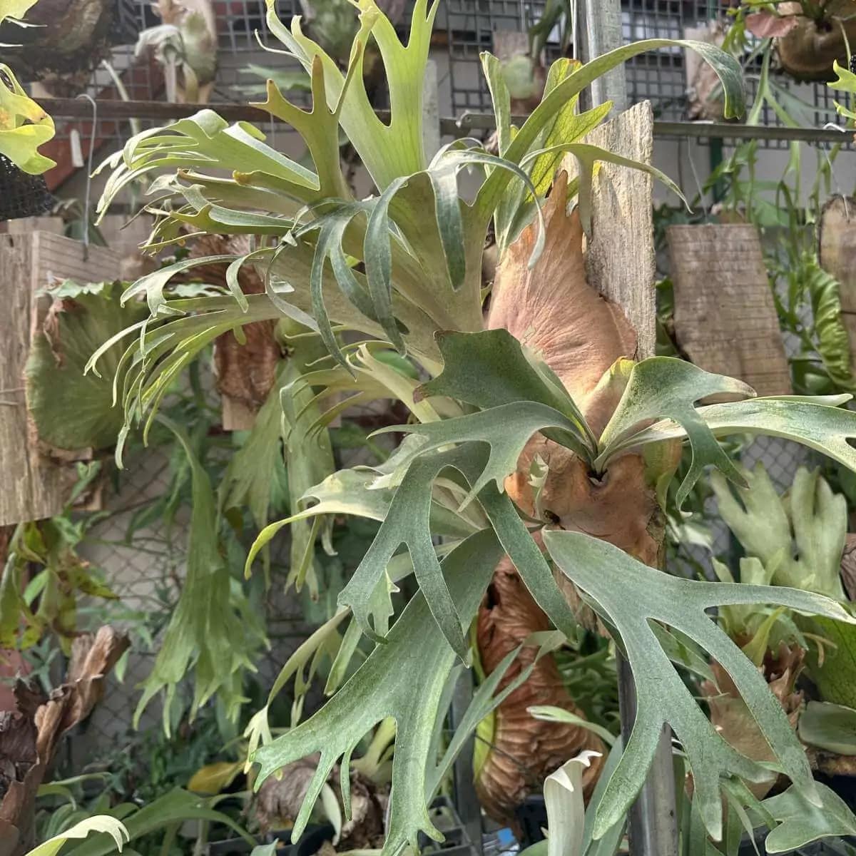 Platycerium Banna #A - Platycerium Banna #A