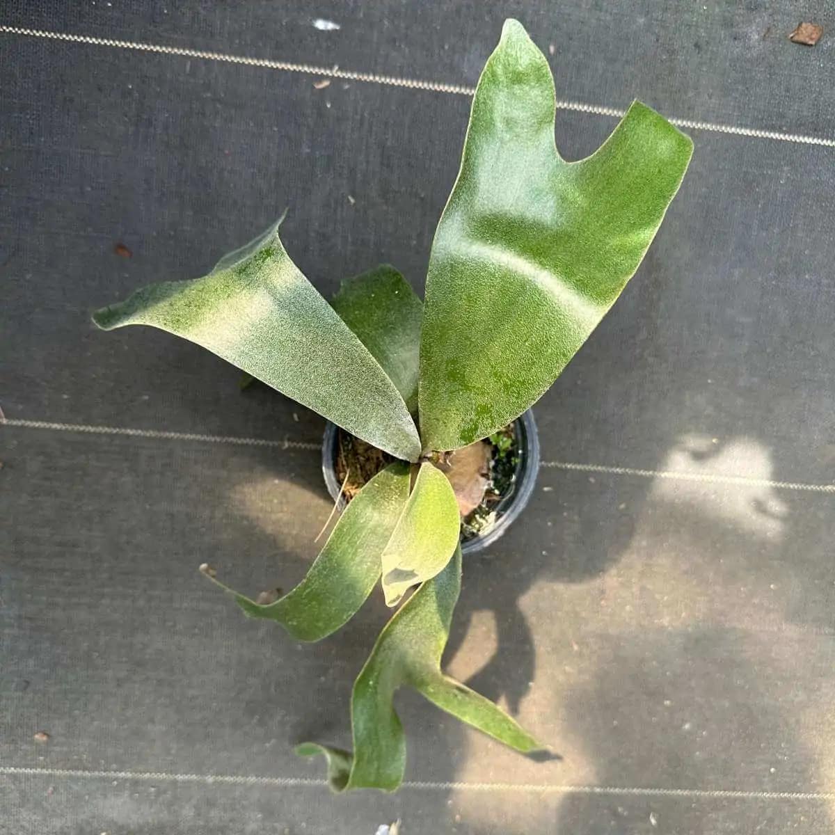 Platycerium Banna #A - Platycerium Banna #A