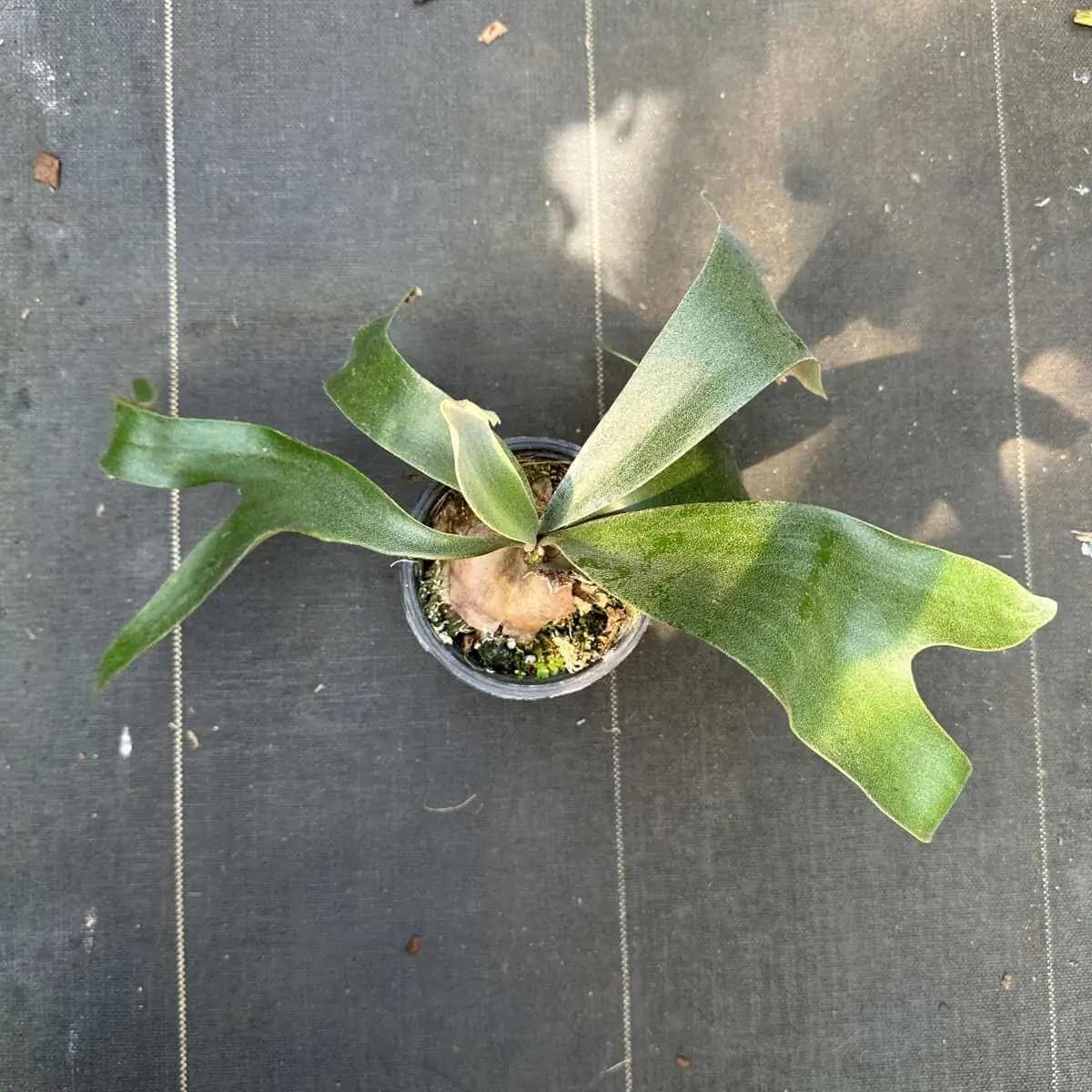 Platycerium Banna #A - Platycerium Banna #A