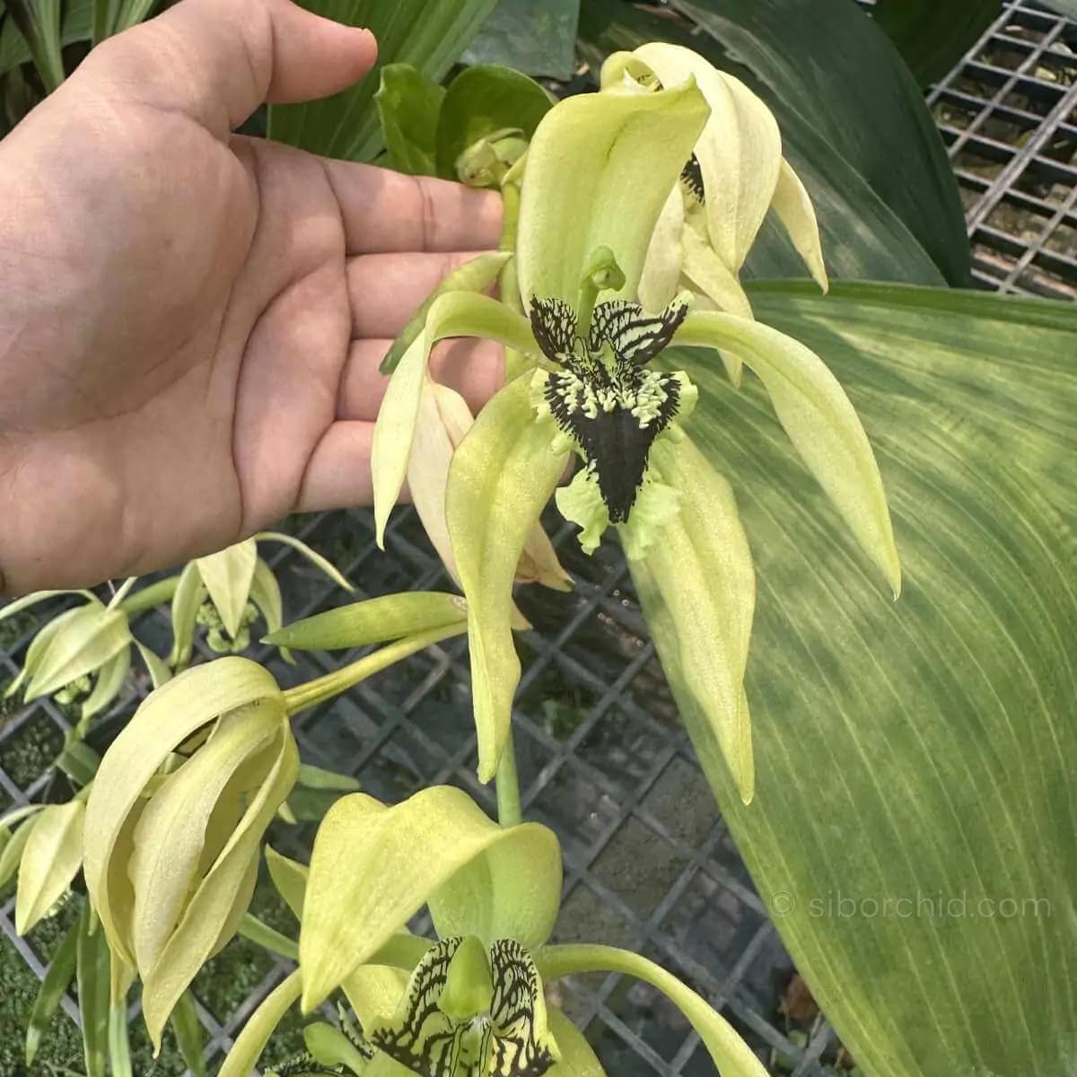 Orchid Species - For Sale SibOrchid.com
