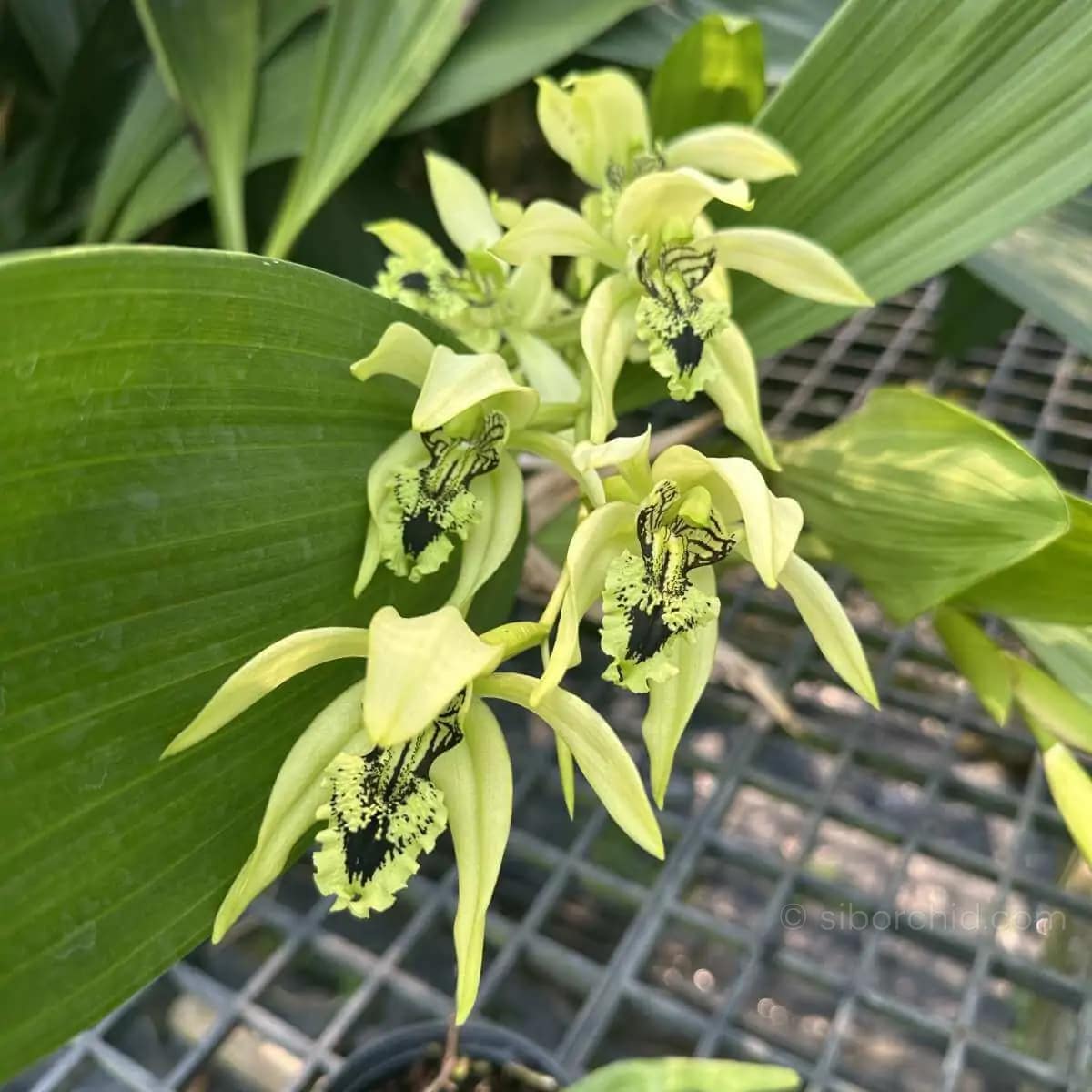 Orchid Species - For Sale SibOrchid.com